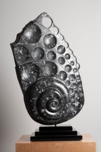 Ancient Nautilus by John Fernald