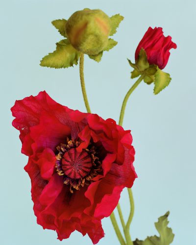 Lauren Henkin, Poppies, 2014, pigment on rag, 32 x 40"
