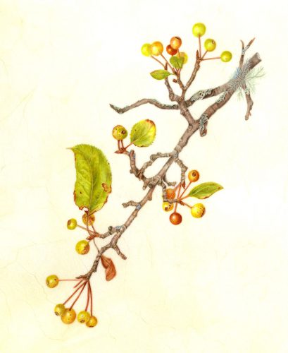 “Crab Apple”, Watercolor on Vellum, Curly Lieber