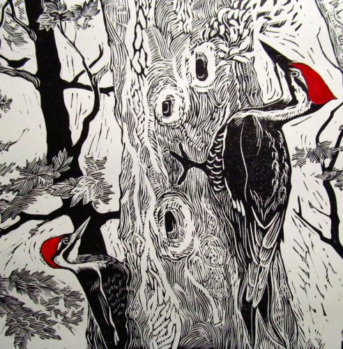 Siri Beckman, Pileated Woodpeckers