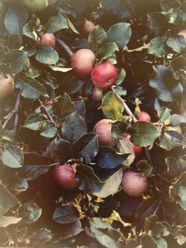 Image: Eliot Porter (United States, 1901-1990), "Apples, Great Spruce Head Island, Maine, 1942", dye transfer print, 15 15/16 x 12 1/8 inches. Gift of Maine Coast Heritage Trust, 2017.4.2