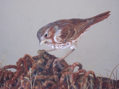 Julie Babb, Fox Sparrow Monhegan