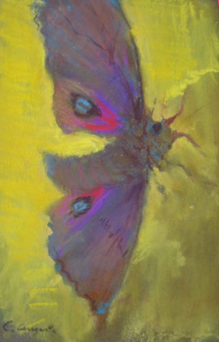 Polyphemus Moth, pastel on paper, Chris Augusta