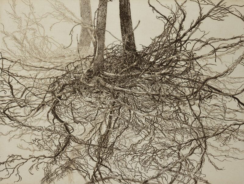 Zillman KOLA Roots